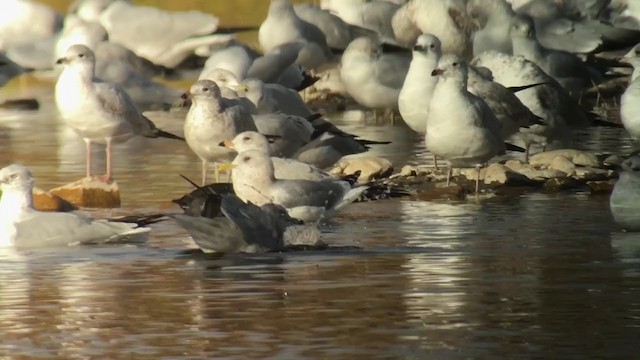 Short-billed Gull - ML395426741