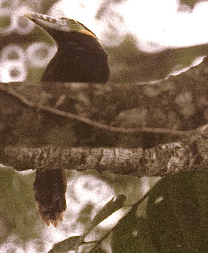 Toucanet à bec tacheté - ML39542851