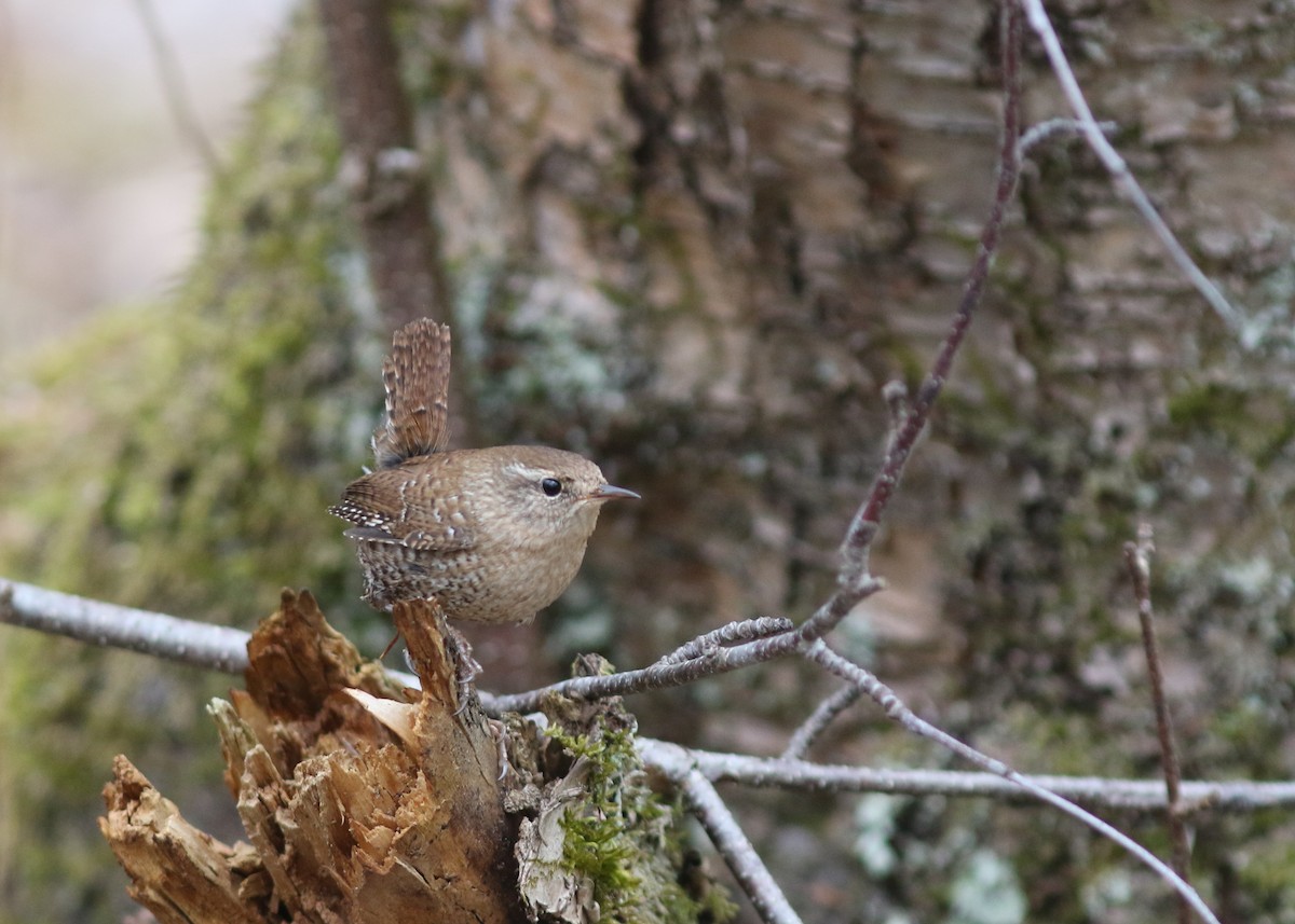 Troglodyte des forêts - ML395428511