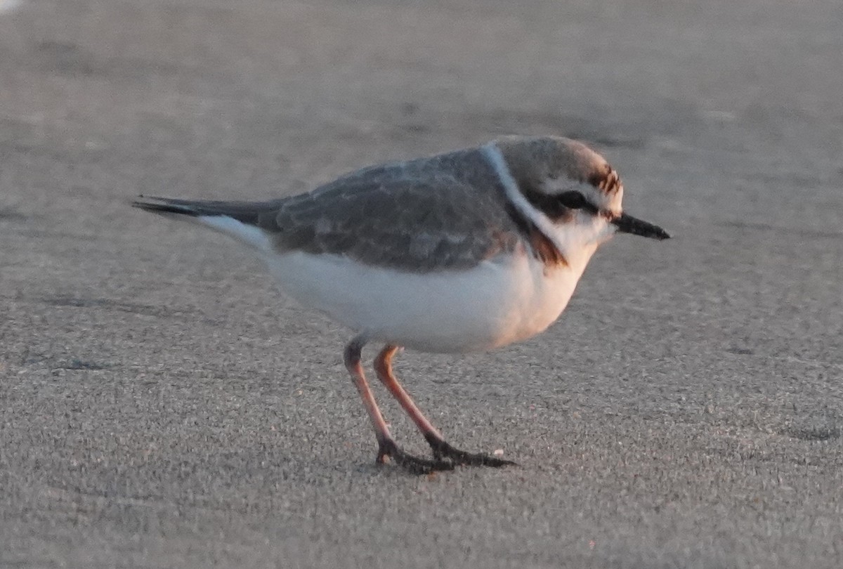 Snowy Plover - ML395429301