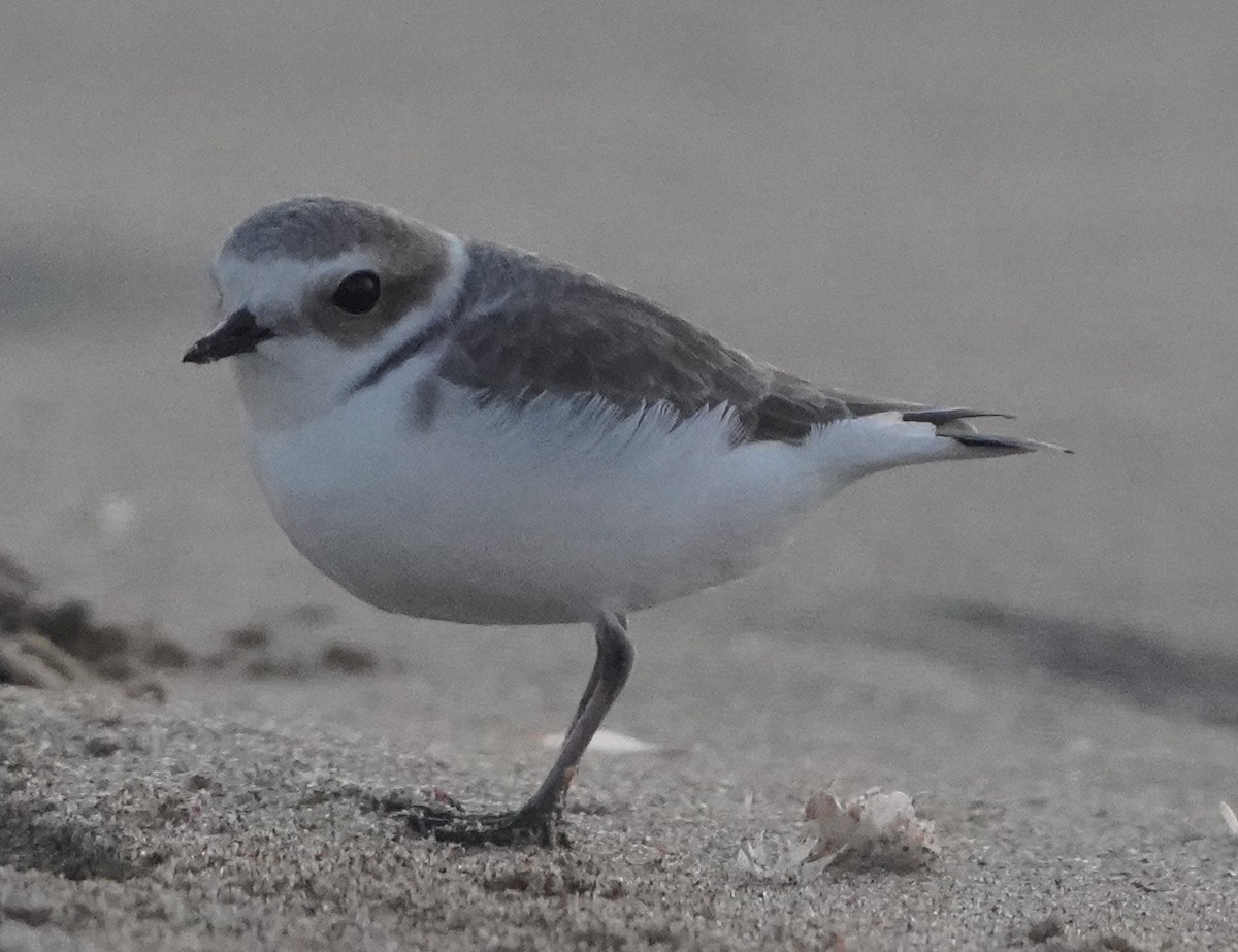 Snowy Plover - ML395429311