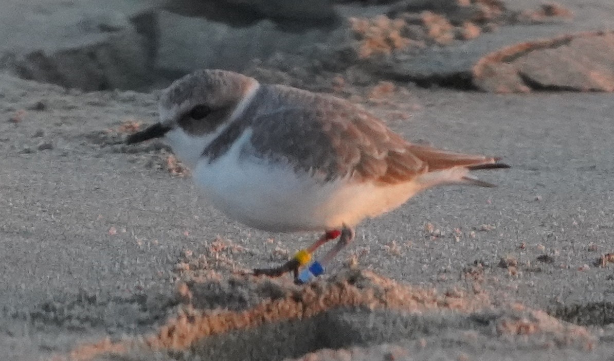 Snowy Plover - ML395429331