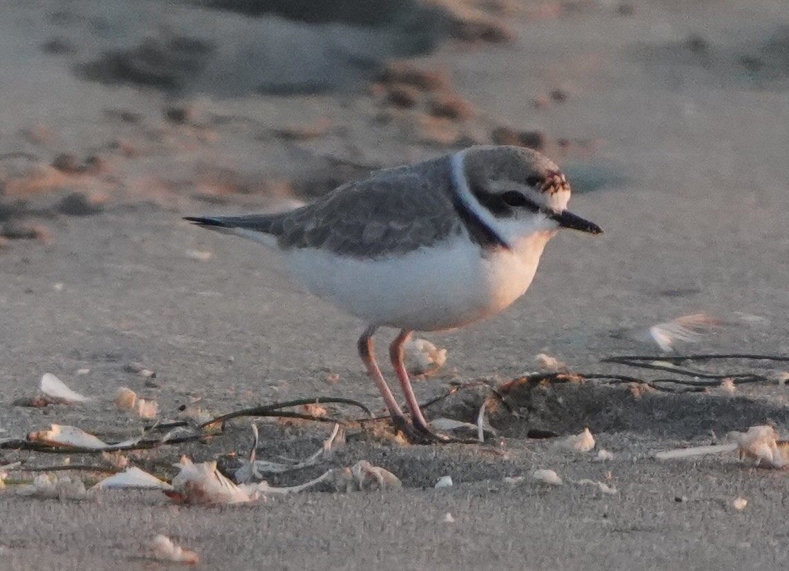 Snowy Plover - ML395429341