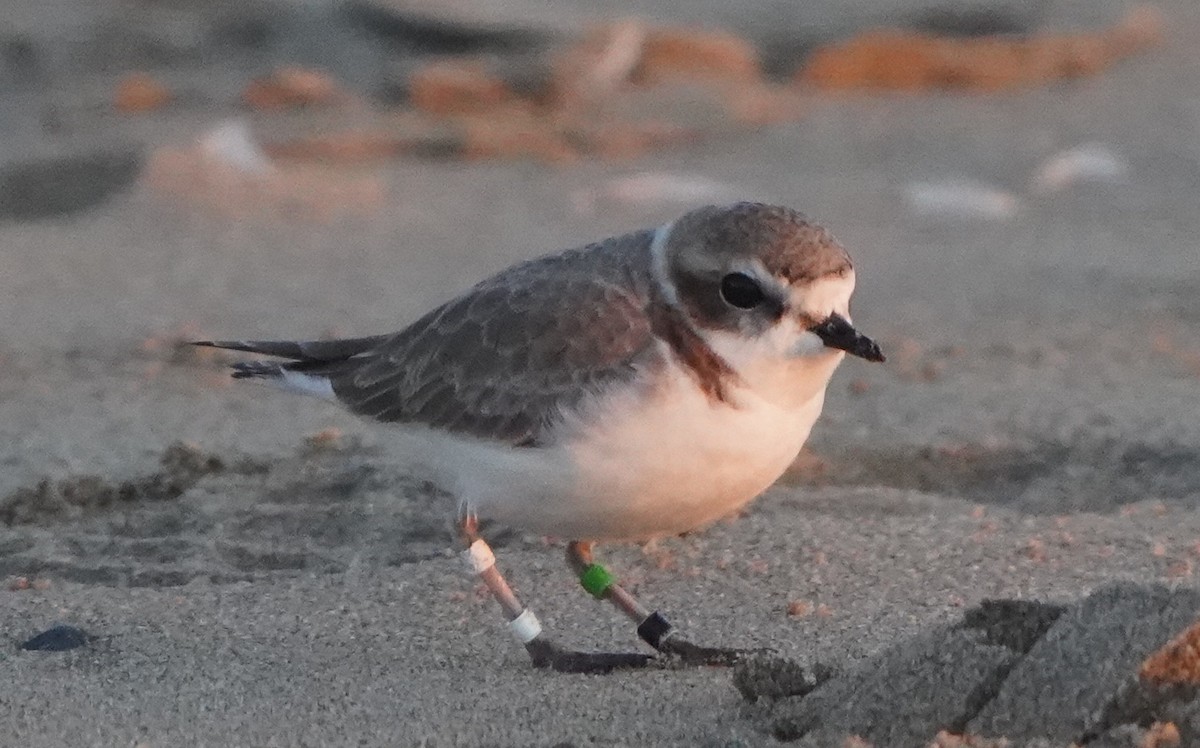 Snowy Plover - ML395429351
