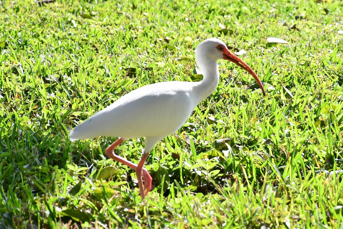 ibis bílý - ML395430181