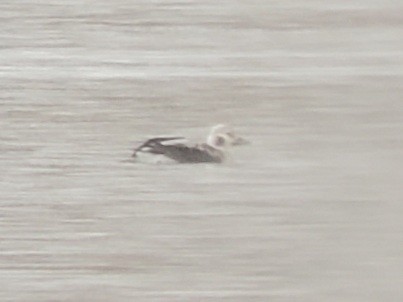 Long-tailed Duck - ML395432291