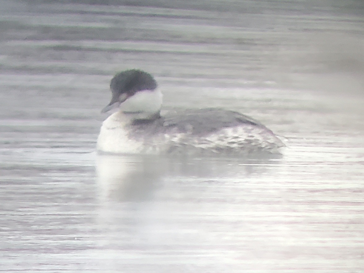 Horned Grebe - ML395432341