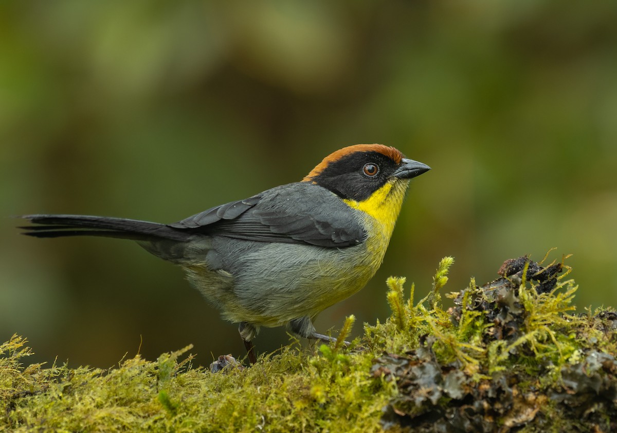 Yellow-breasted Brushfinch - Alex Luna