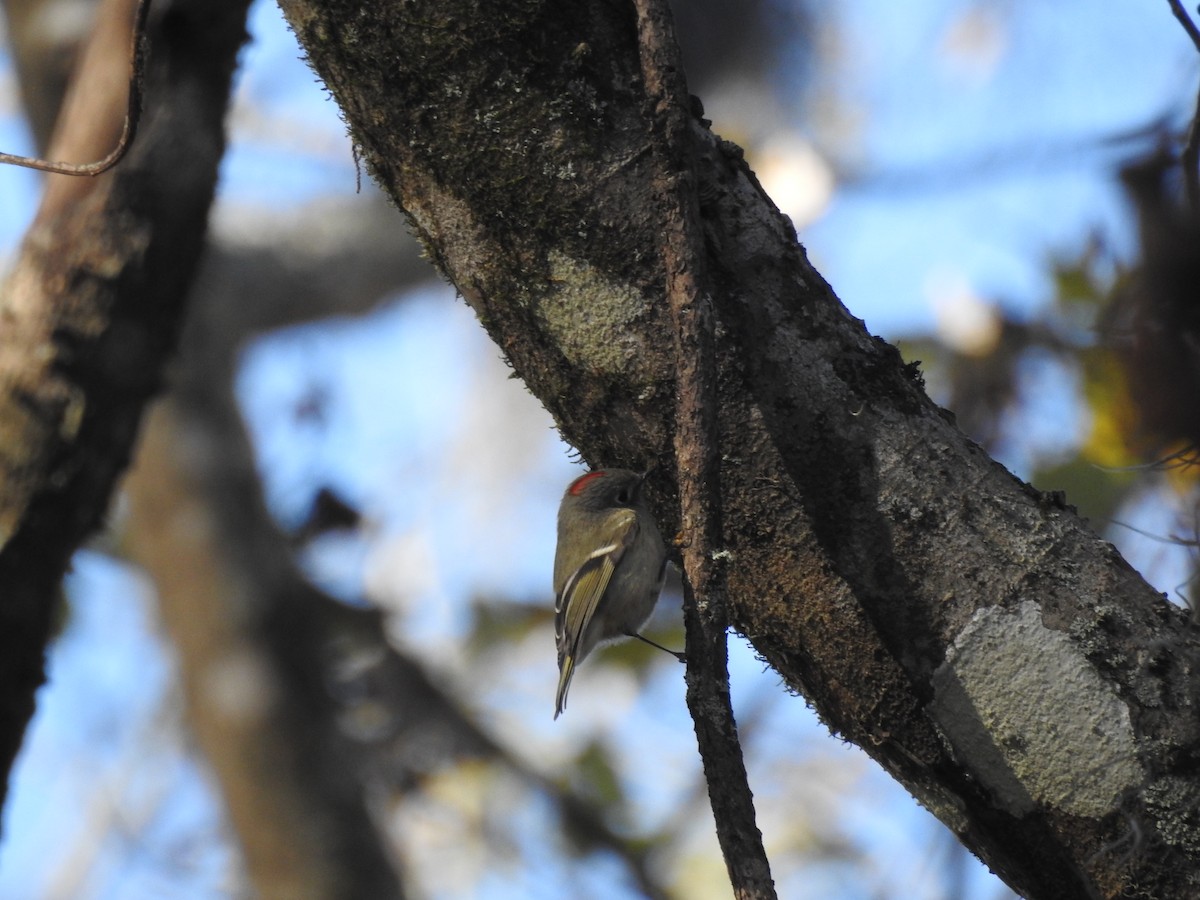 Ruby-crowned Kinglet - ML395433301