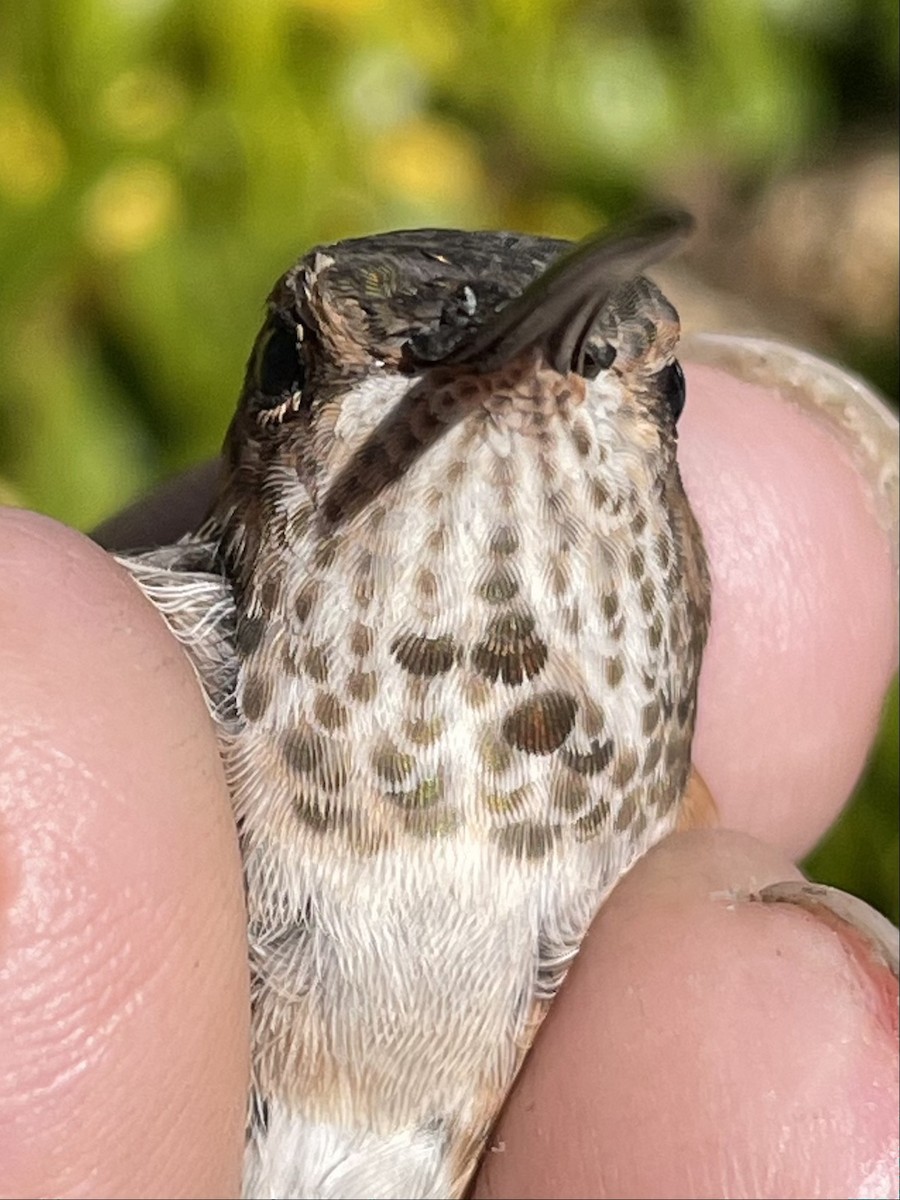 Rufous Hummingbird - ML395436641