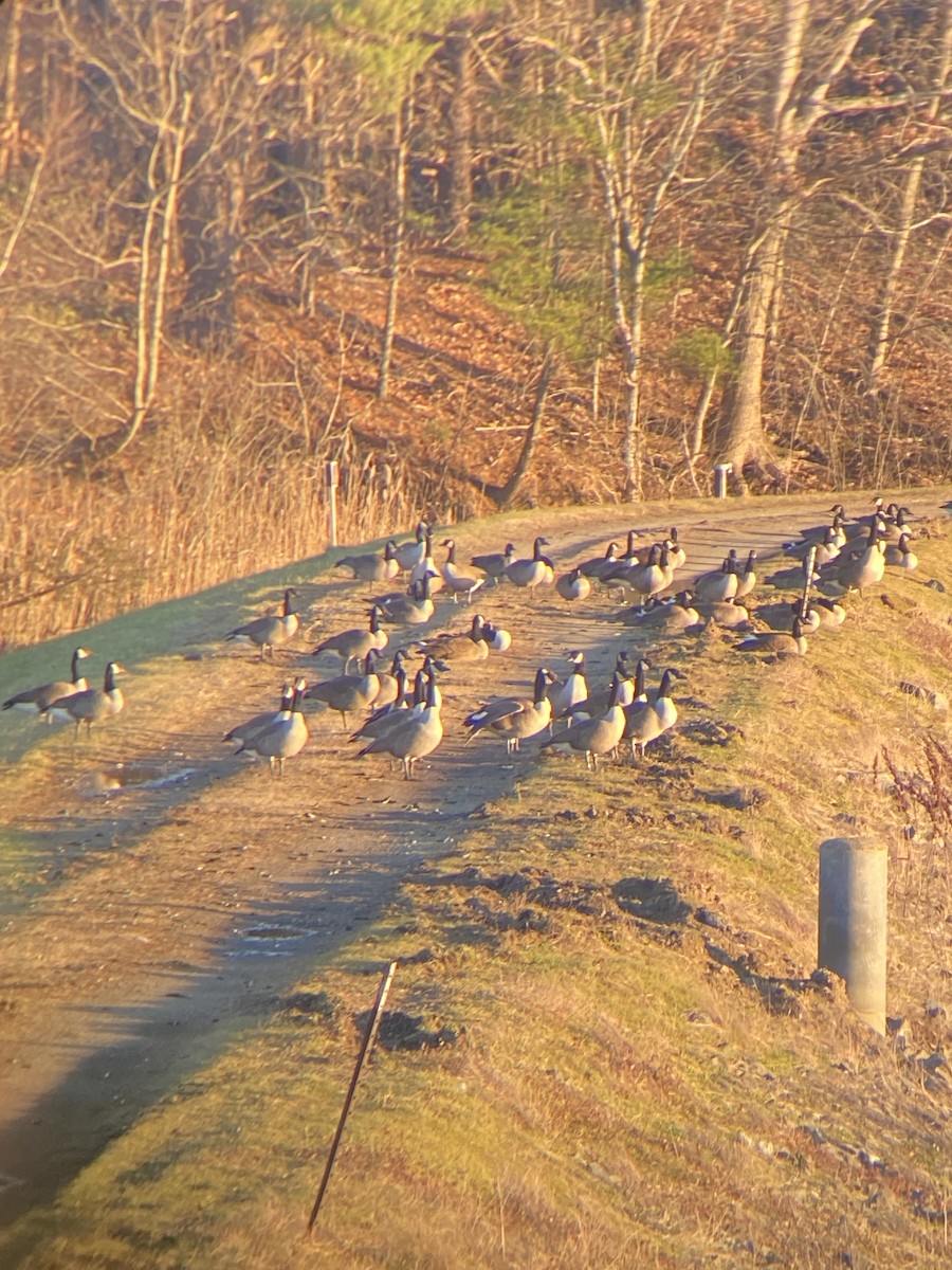 Canada Goose - ML395437331