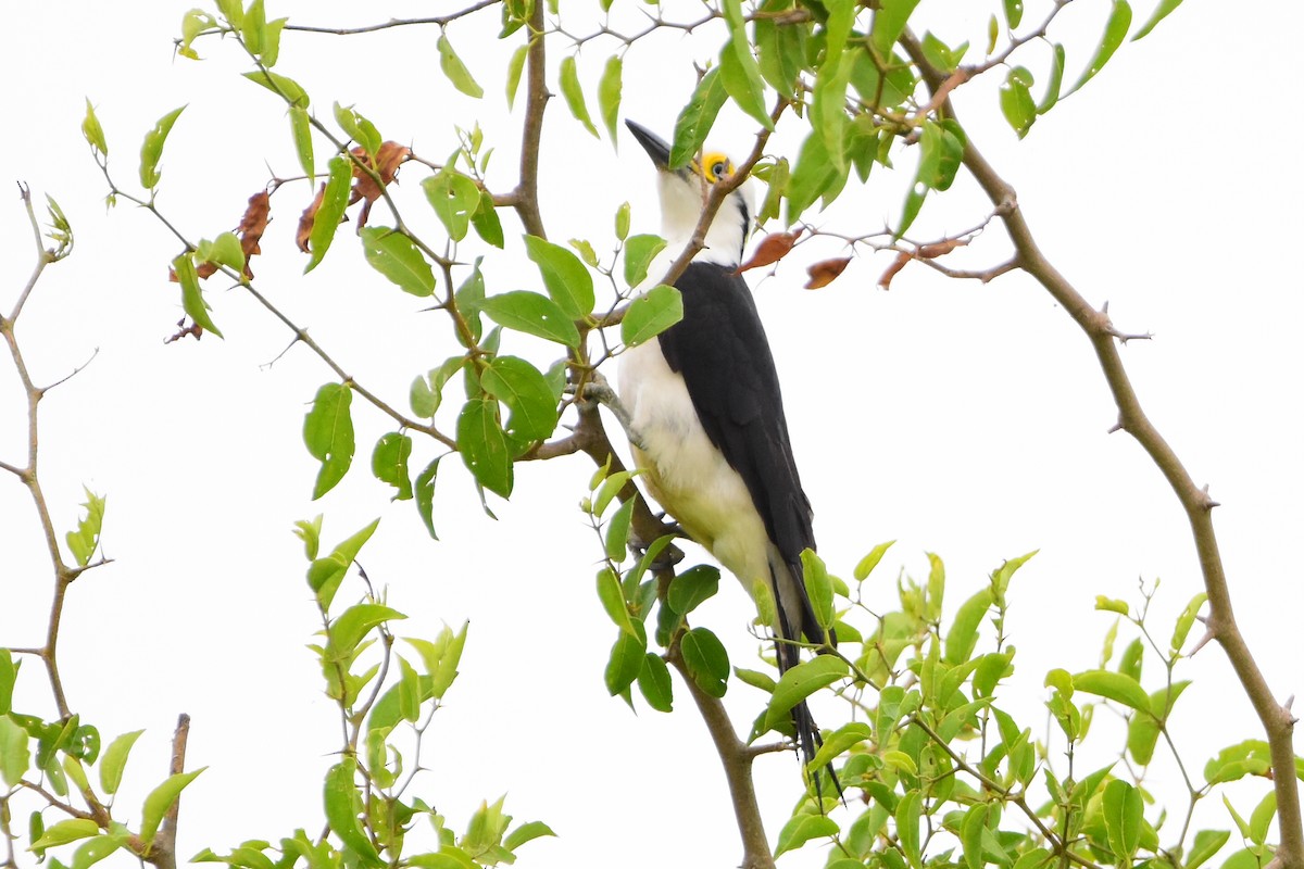 White Woodpecker - ML395437701