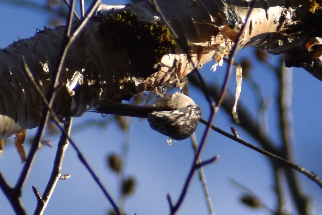 Brown Creeper - ML395439361