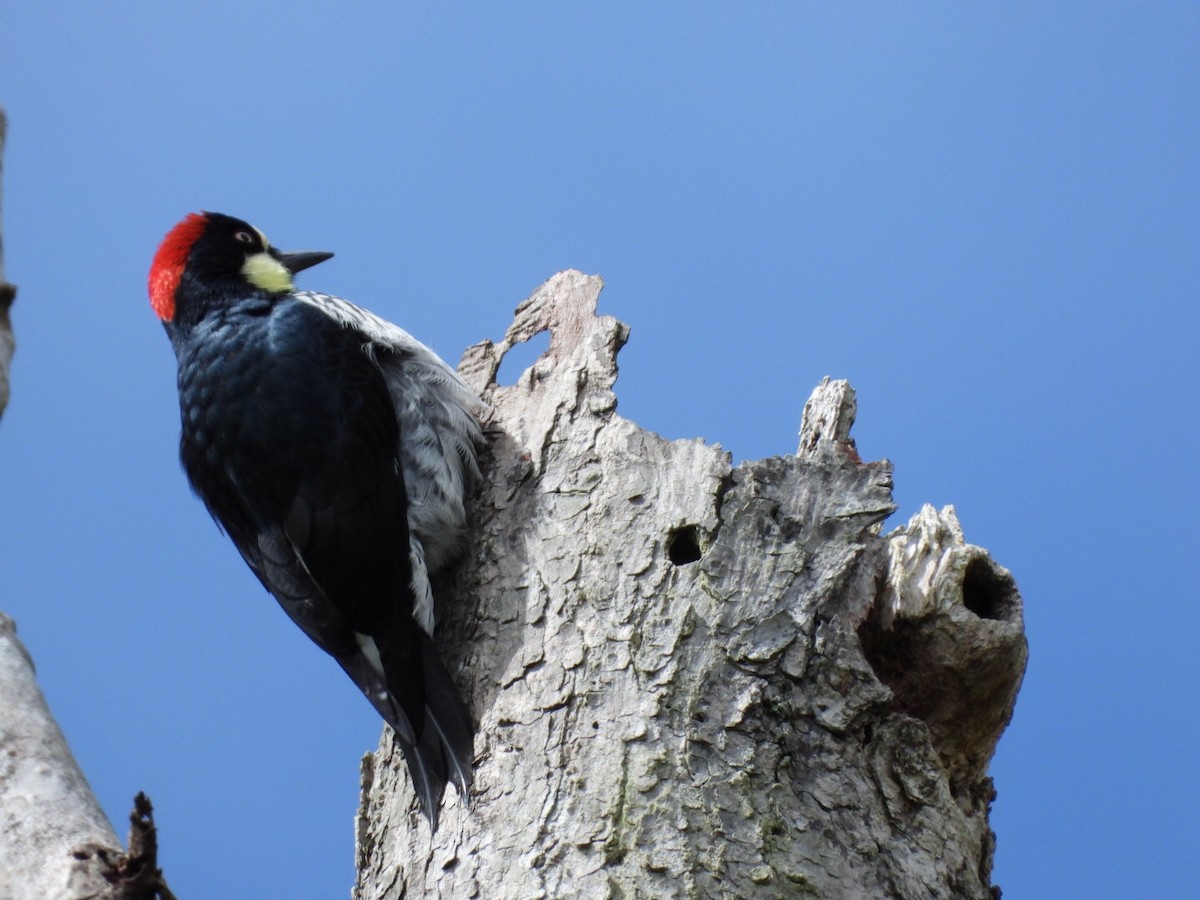 Acorn Woodpecker - Carlos Cordero