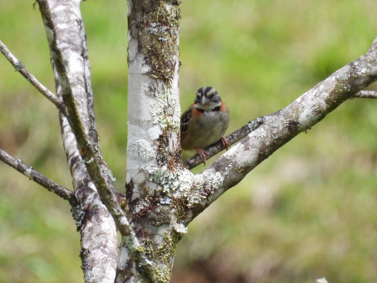 Rufous-collared Sparrow - Carlos Cordero