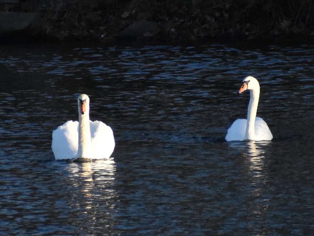 Хуруут хун - ML395441851