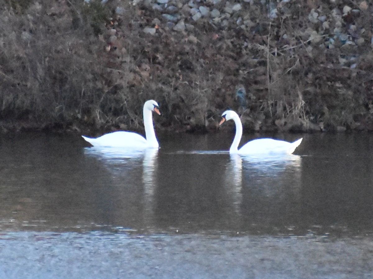 Хуруут хун - ML395441881