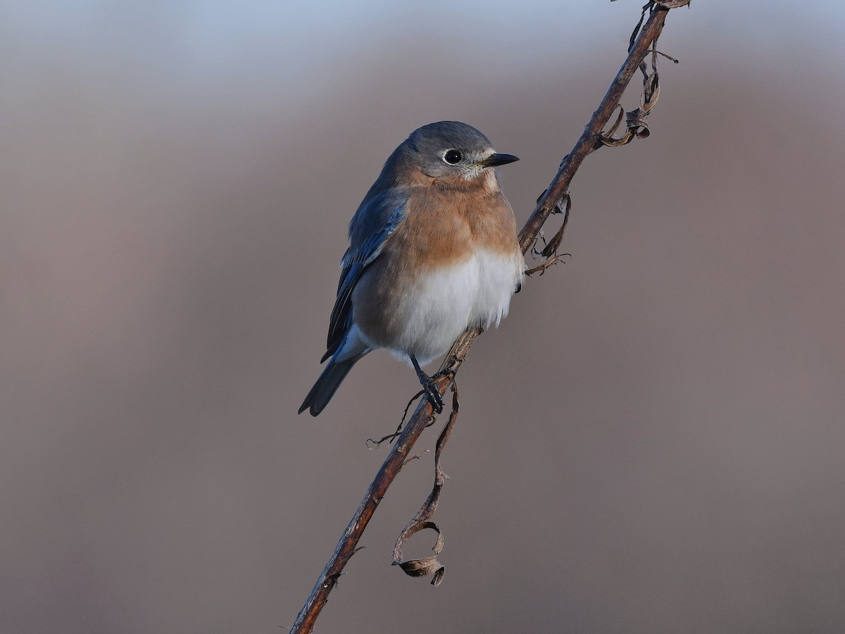 Eastern Bluebird - Bill Massaro