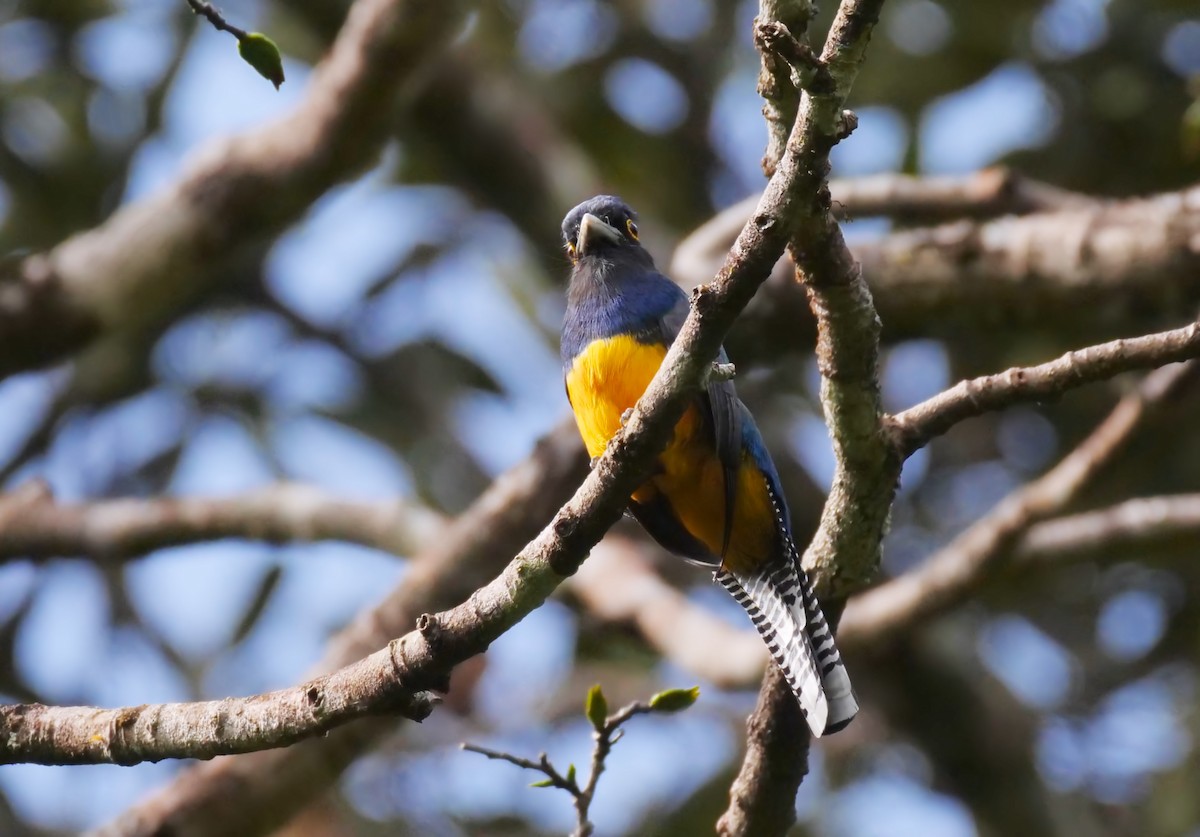 Trogon violacé - ML395445421