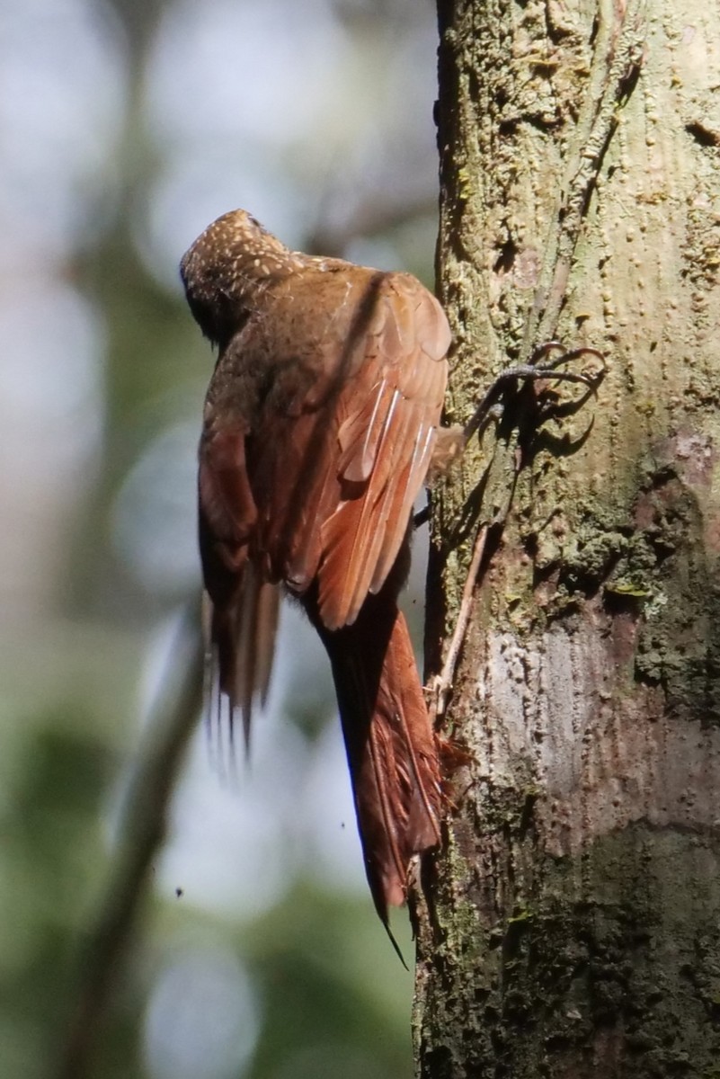 Amazonian Barred-Woodcreeper - ML395445831