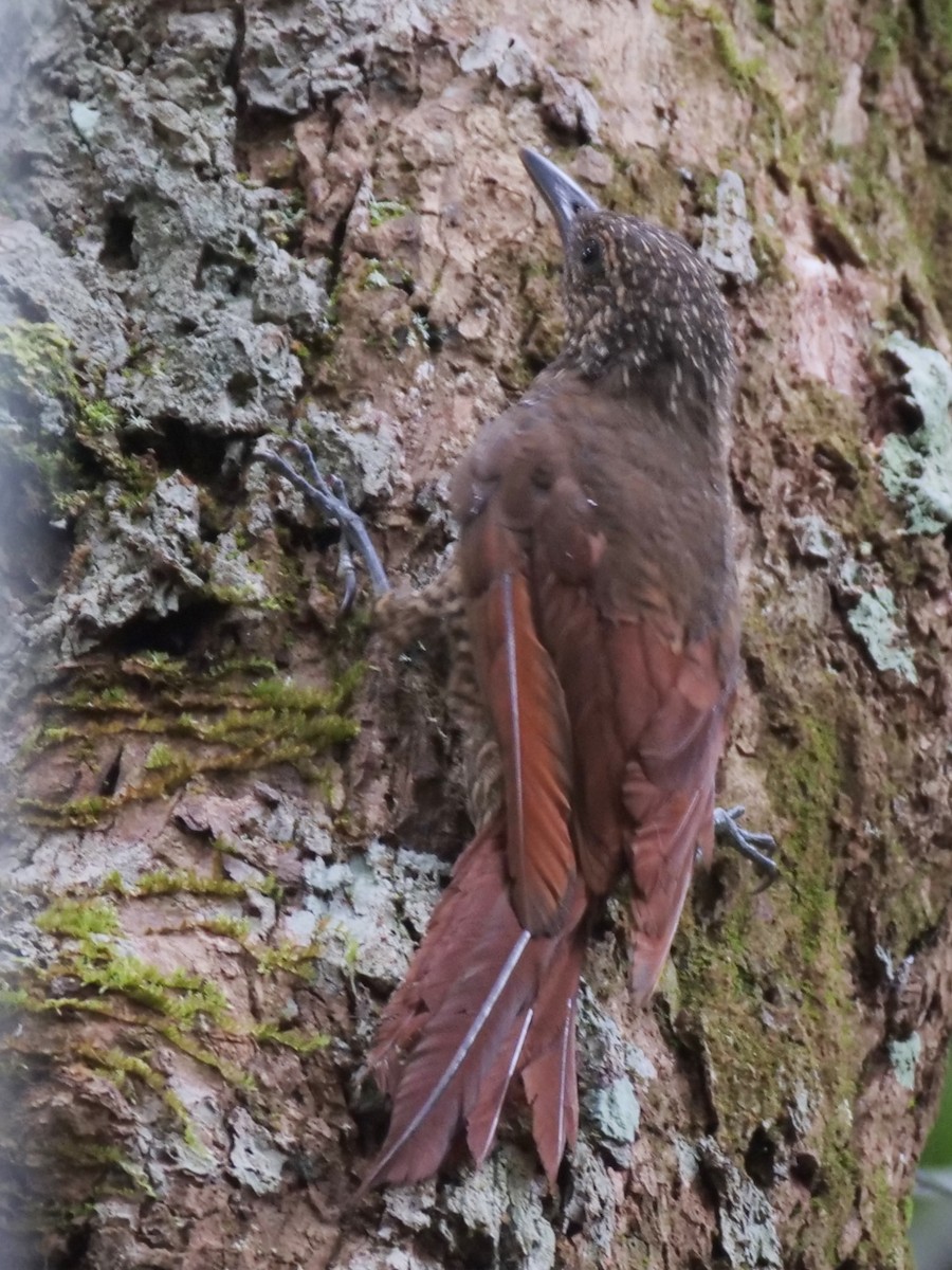 Amazonian Barred-Woodcreeper - ML395446001