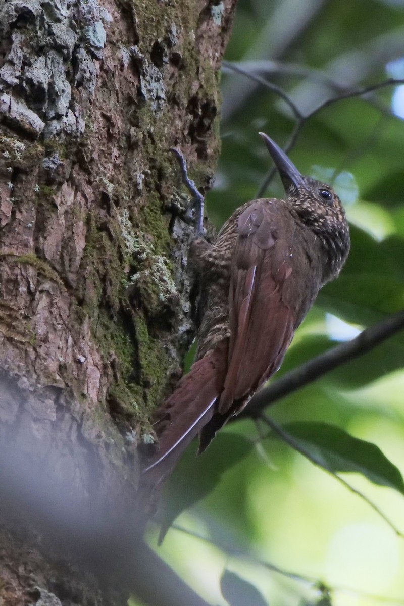 Amazonian Barred-Woodcreeper - ML395446041