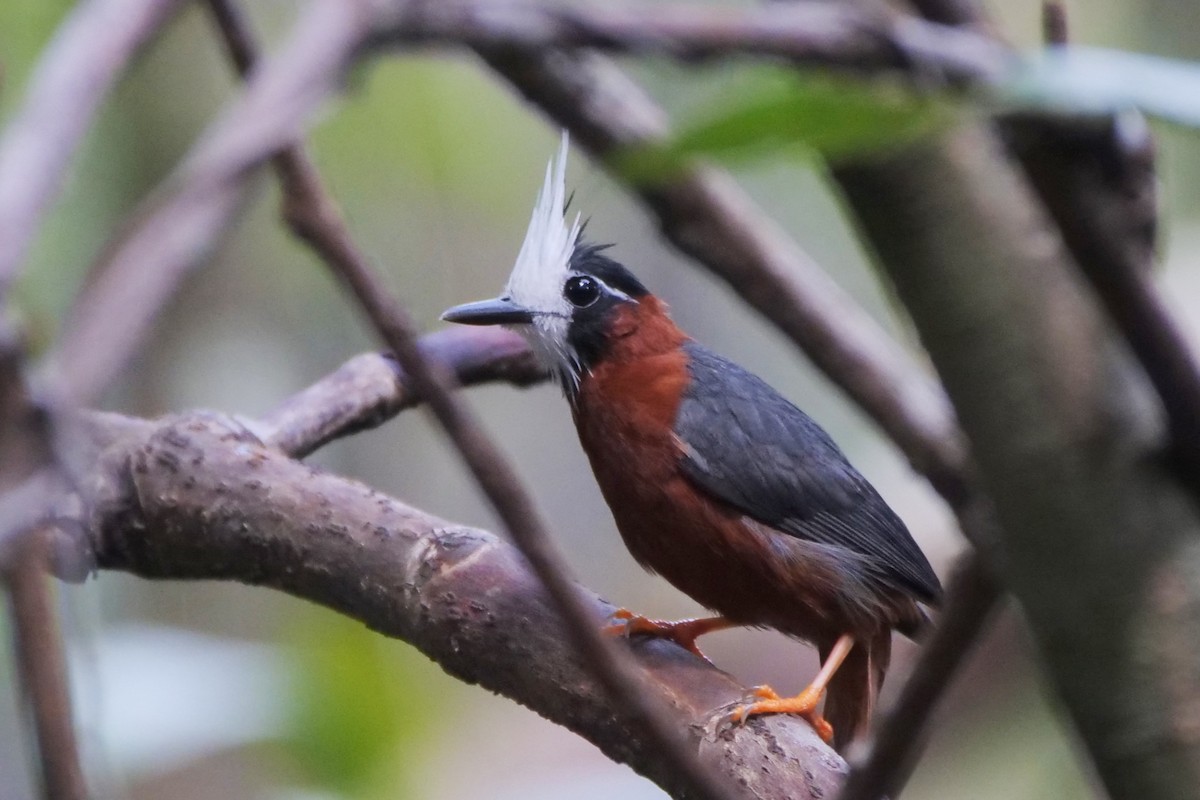 White-plumed Antbird - ML395446091