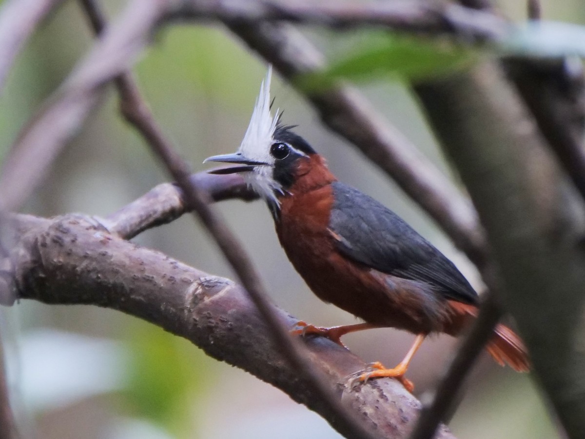 White-plumed Antbird - ML395446121