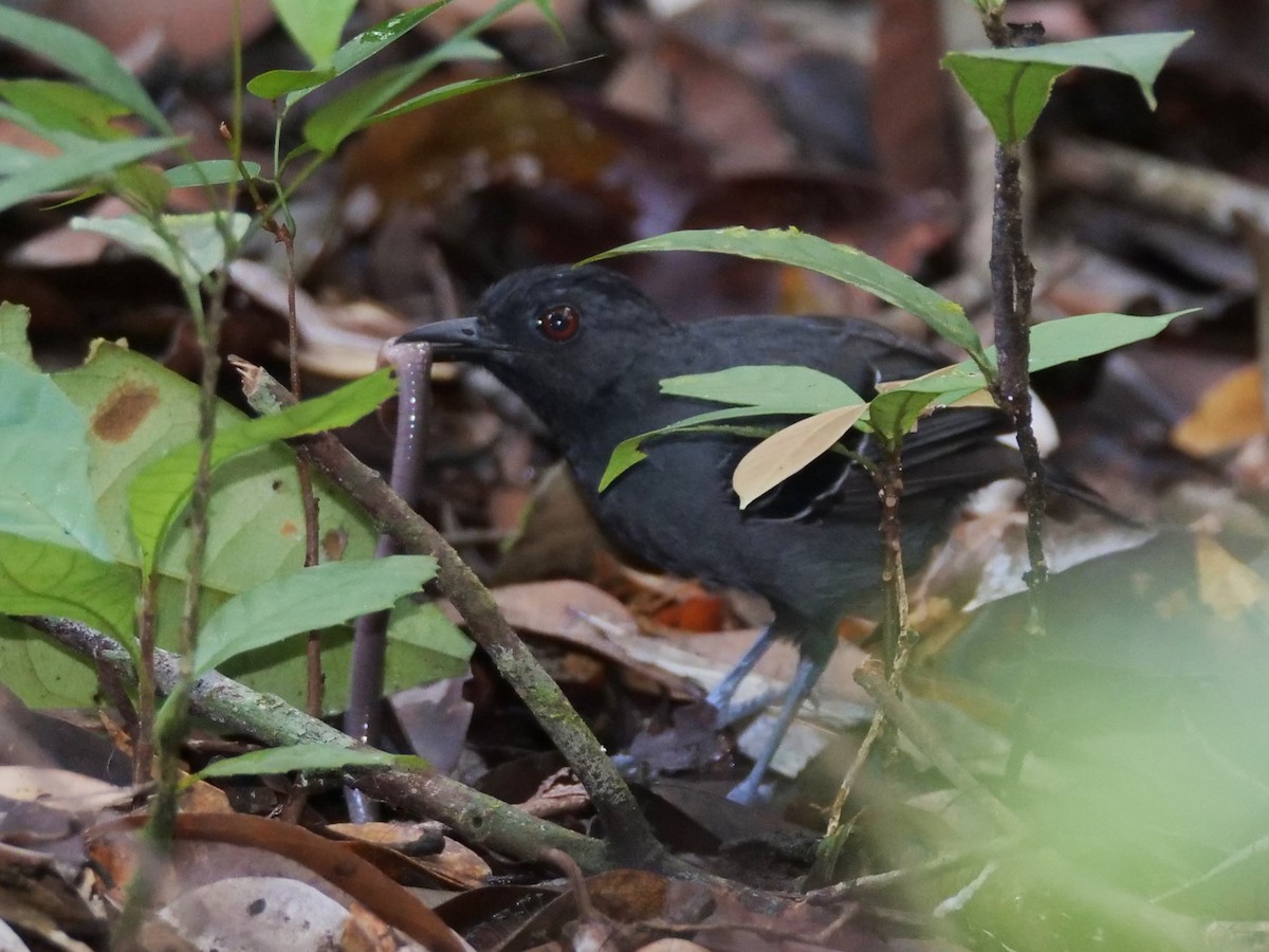 Hormiguero Cabecinegro - ML395446331