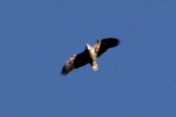 Bald Eagle - ML395446351