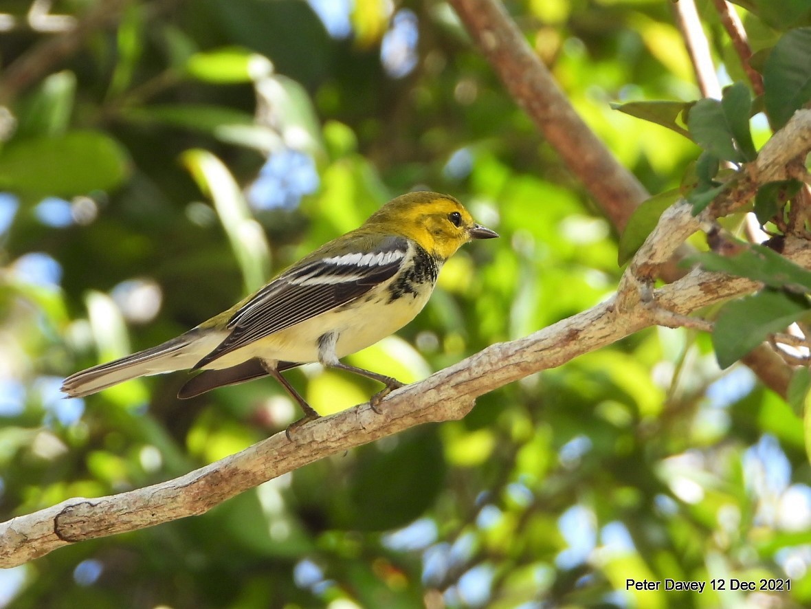 Black-throated Green Warbler - Peter Davey