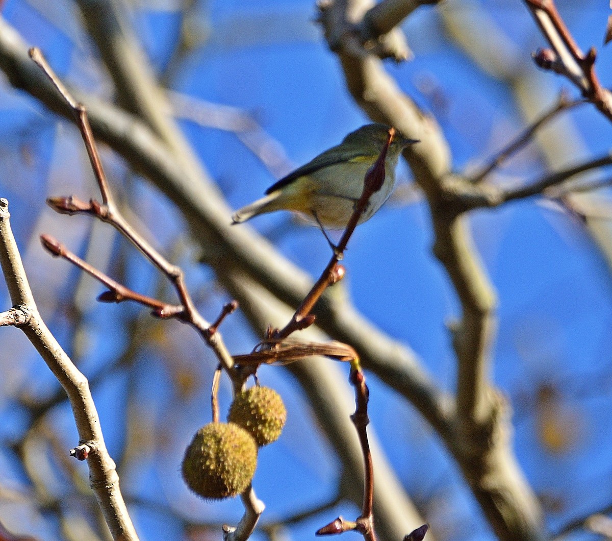 Common Chiffchaff - ML395448791