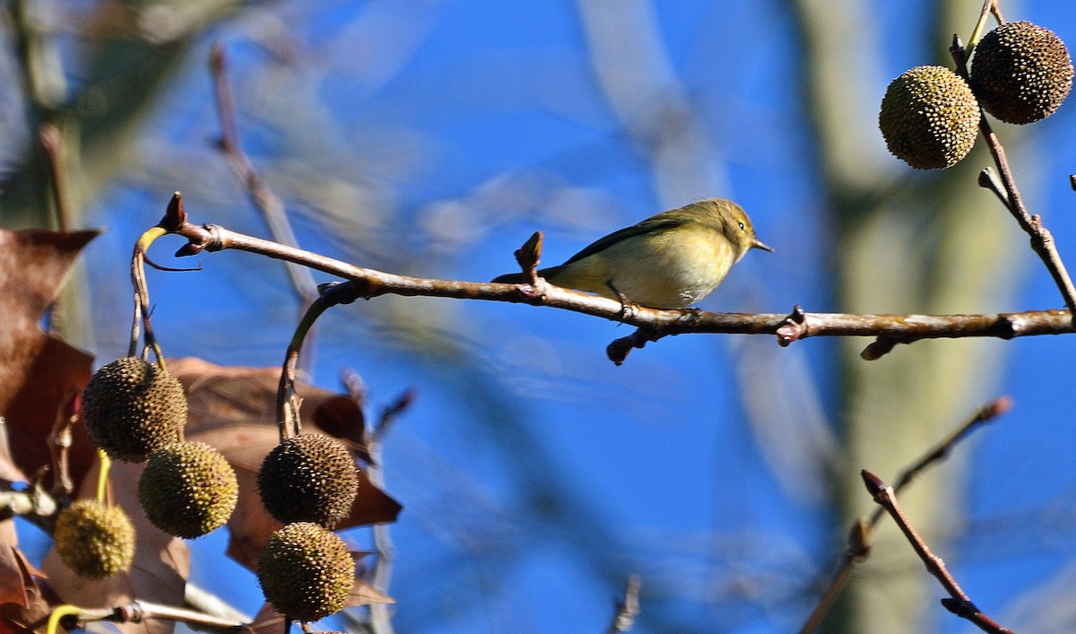 Common Chiffchaff - ML395448811