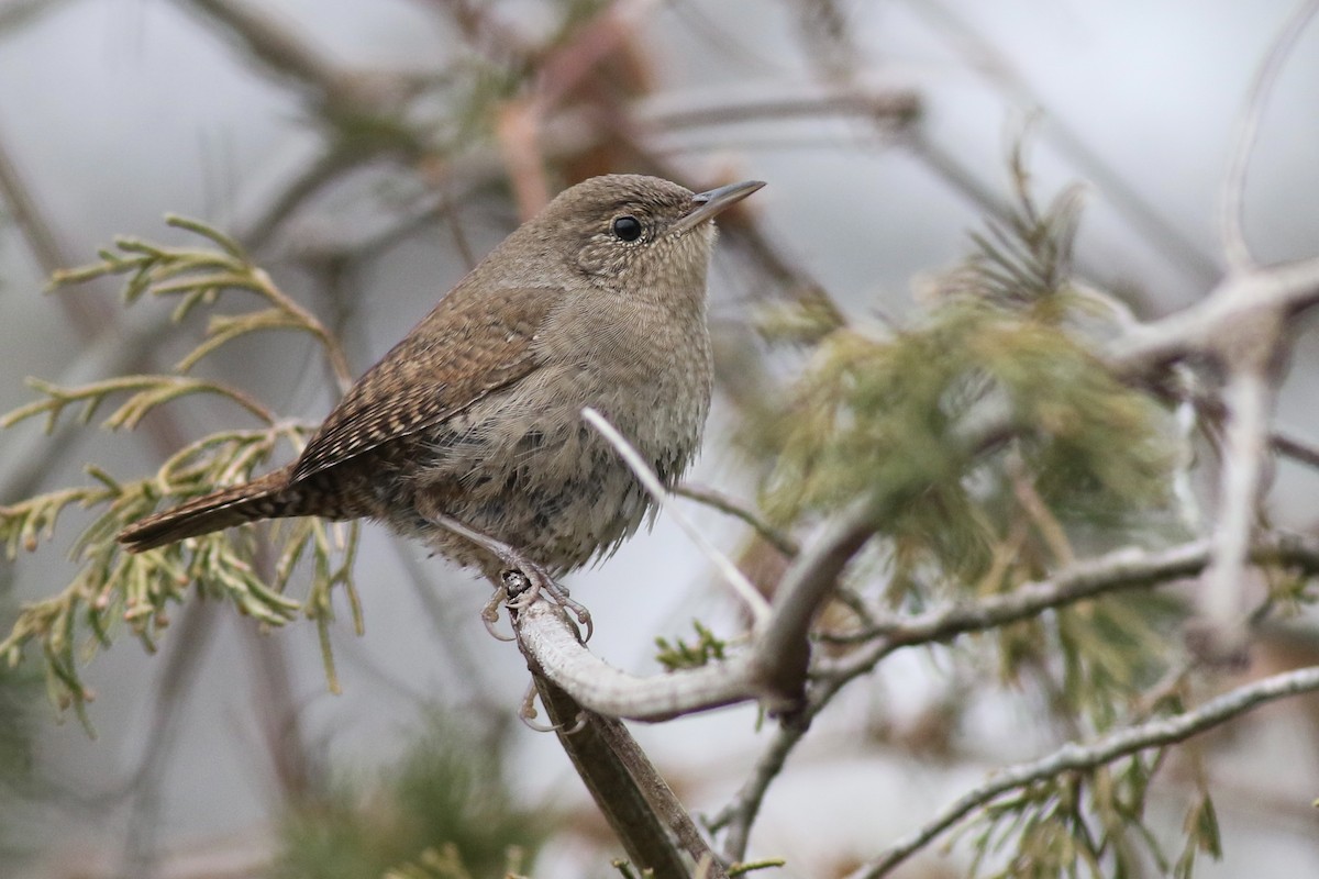 House Wren (Northern) - Baxter Beamer