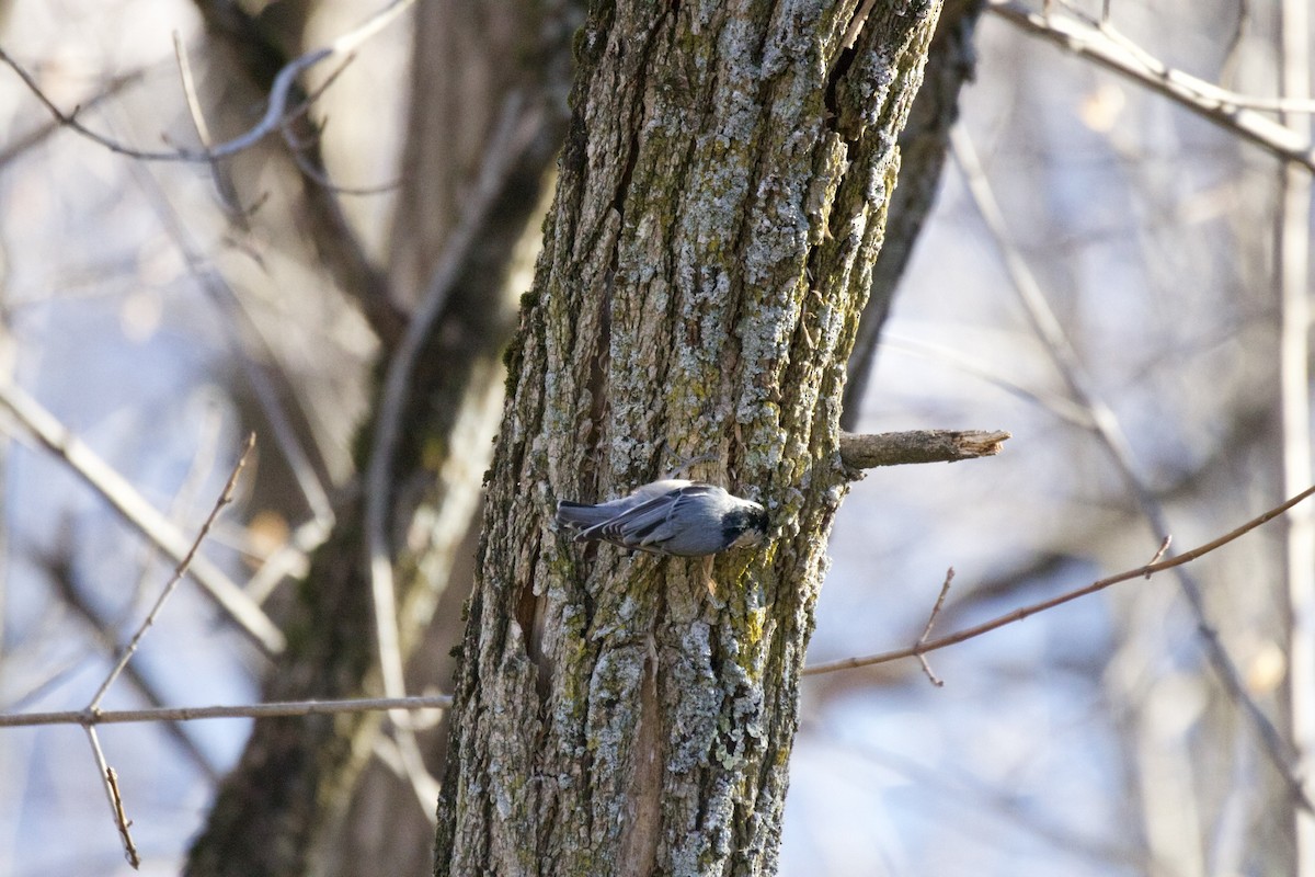 White-breasted Nuthatch (Eastern) - ML395453761