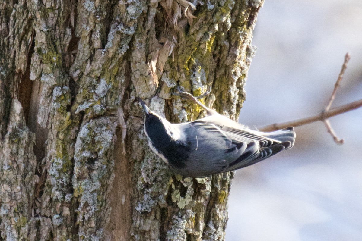 White-breasted Nuthatch (Eastern) - ML395453771