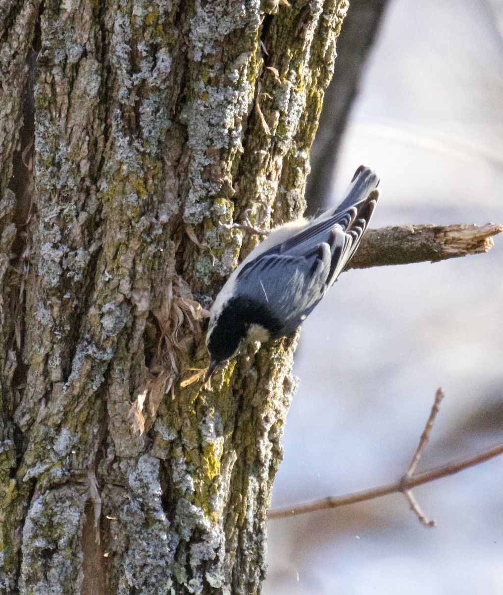 White-breasted Nuthatch (Eastern) - ML395453801