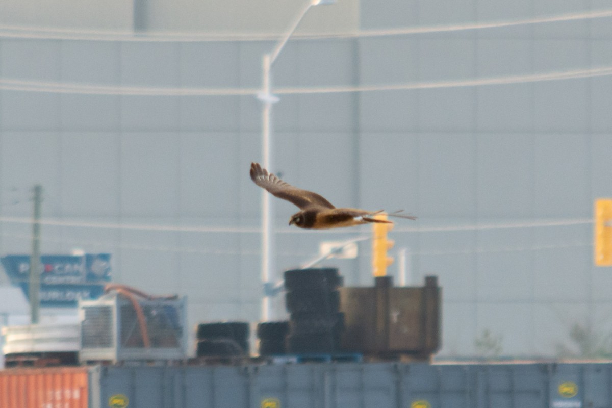 Northern Harrier - ML395453891