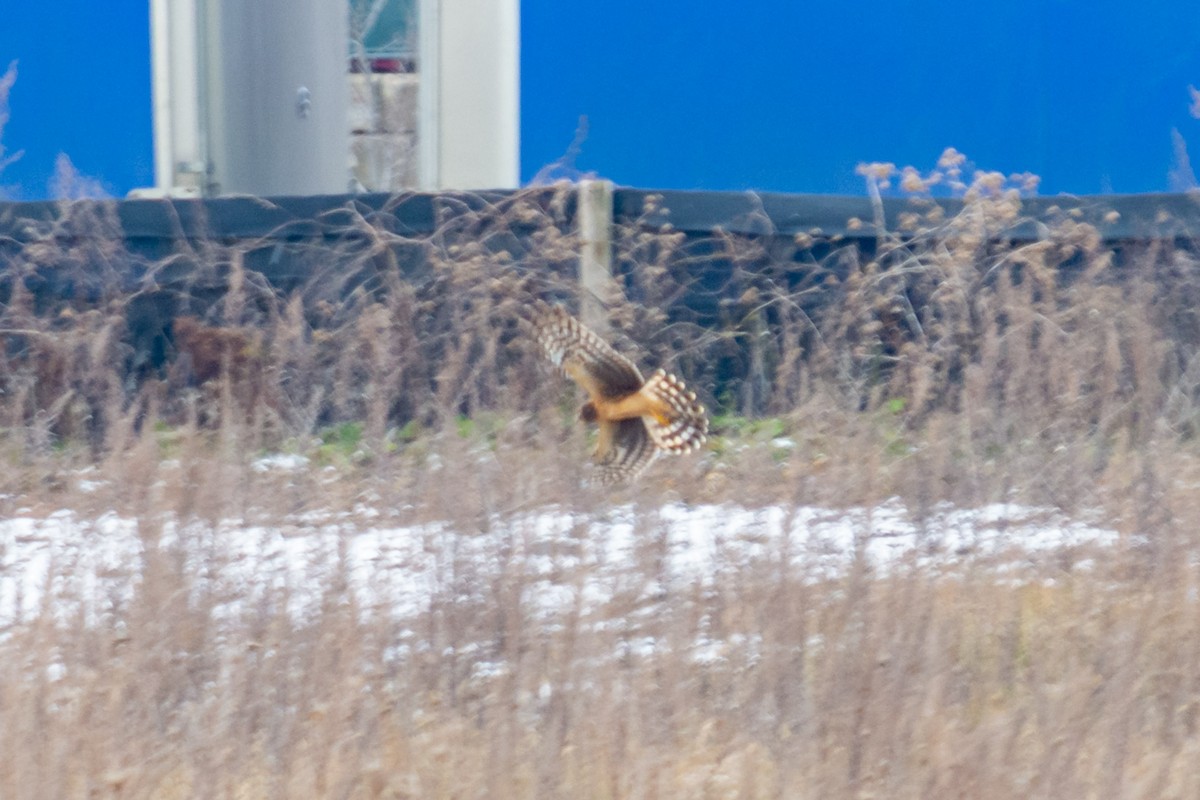 Northern Harrier - ML395453901