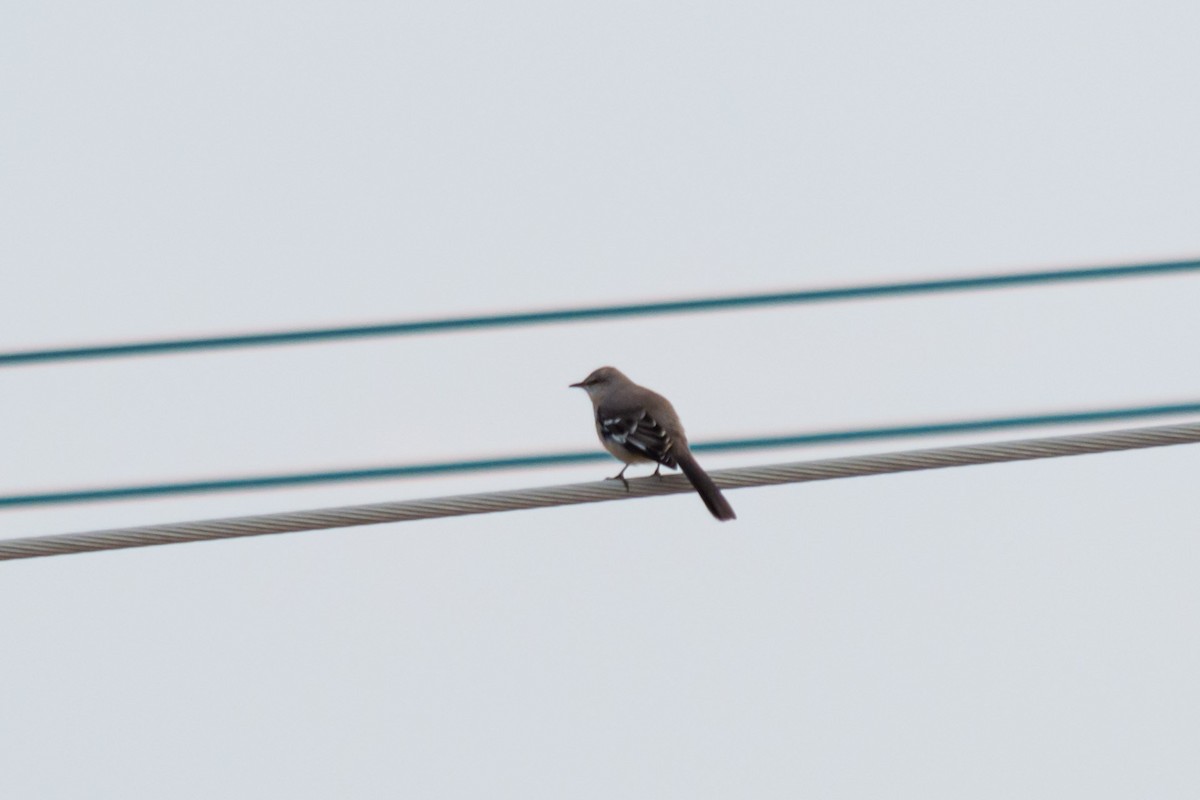 Northern Mockingbird - ML395454061