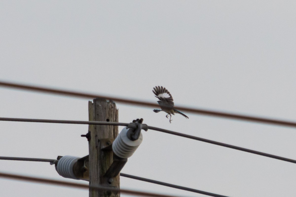 Northern Mockingbird - ML395454071