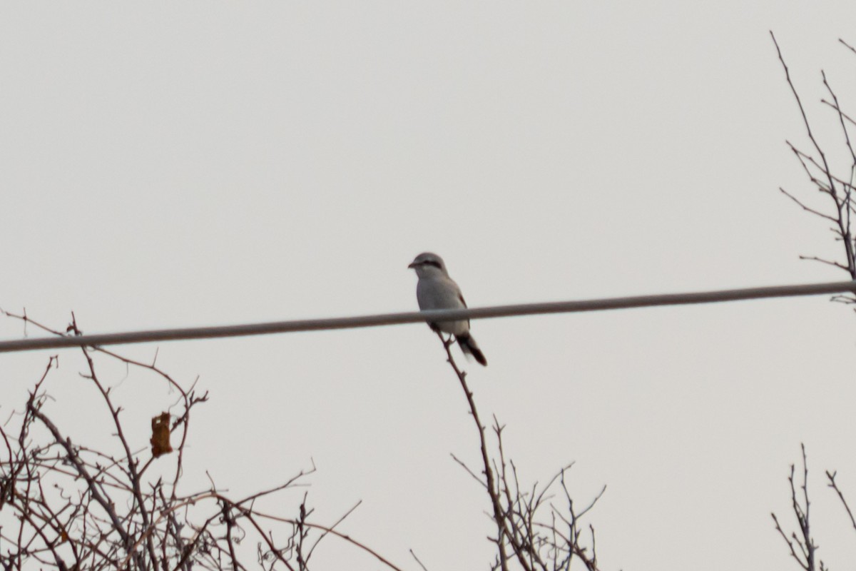 Northern Shrike - ML395454201