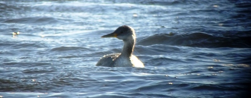 Red-necked Grebe - ML39545421