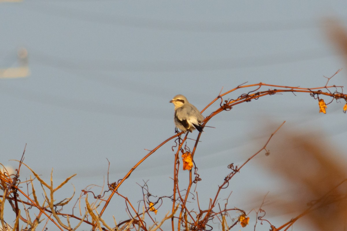 Northern Shrike - ML395454231