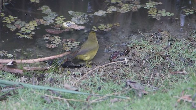 Paruline jaune - ML395454271