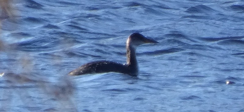 Red-necked Grebe - ML39545451