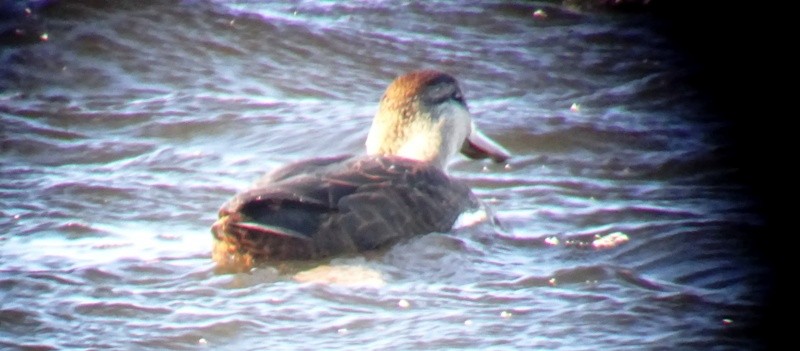 American Black Duck - ML39545601