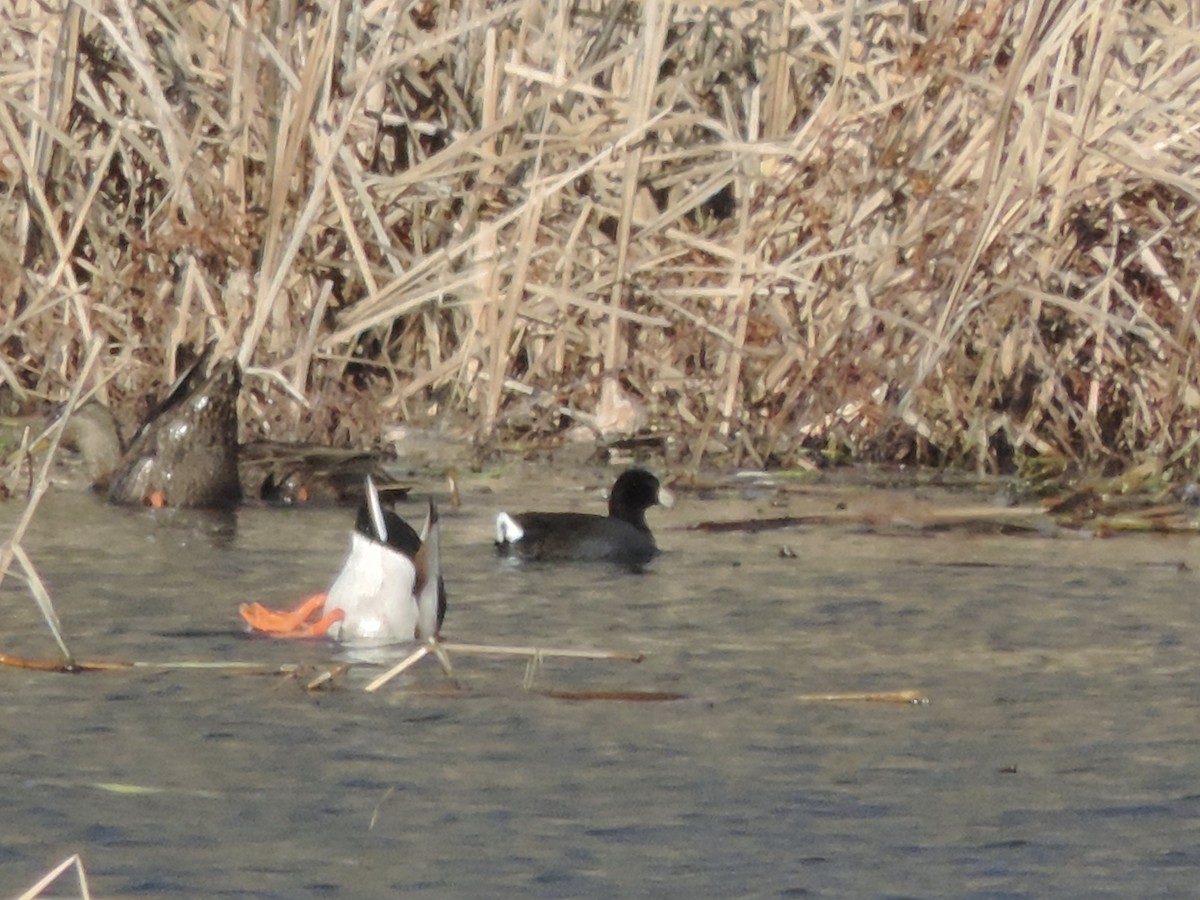 American Coot - ML395456501