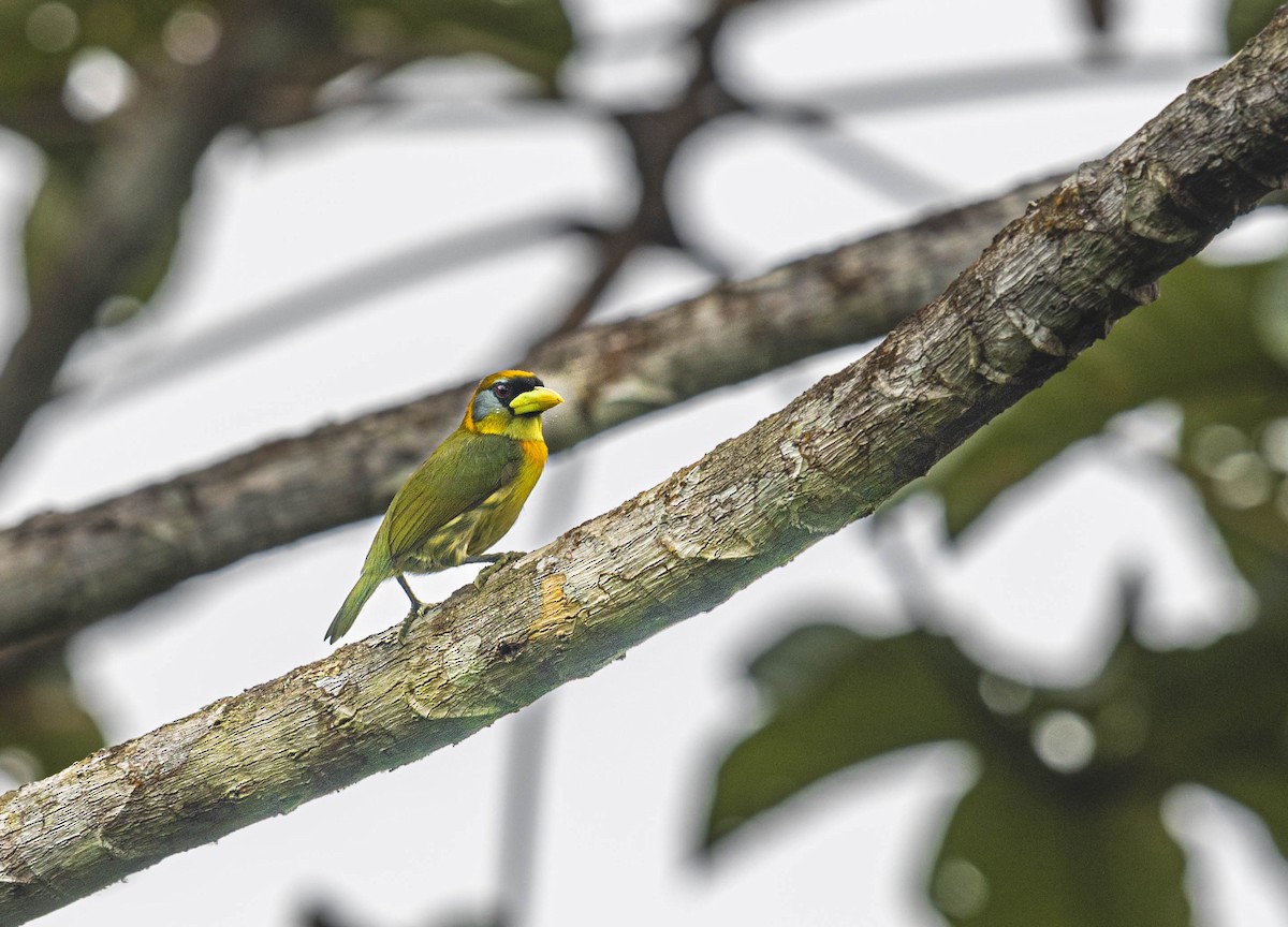 Red-headed Barbet - ML395458391