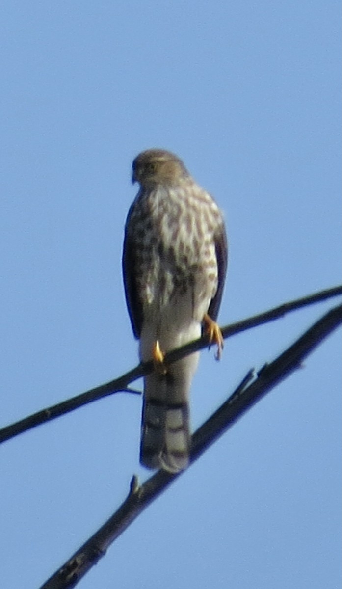 Sharp-shinned Hawk - ML395458401